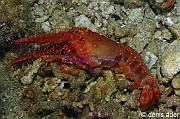 Enoplometopus occidentalis Homard rouge exuvie-Komodo Canibal rock-10m-20160808-Denis-ADER-DSC_0980_tn